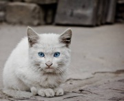 kopjekoffie's Avatar