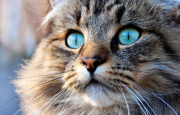 Katze_Live's Avatar